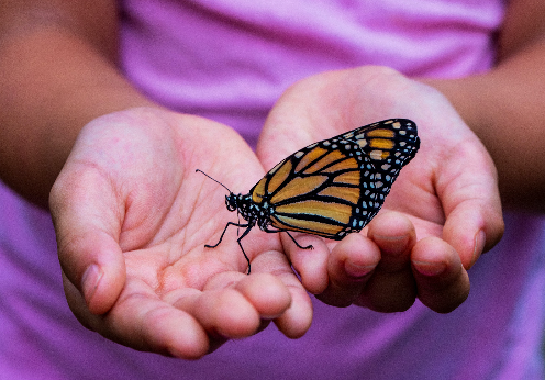 monarch B 496x346 david-clode-13PjNBaDMcg-unsplash