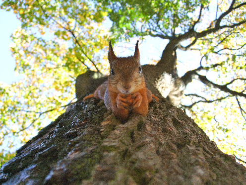 squirrel kulli-kittus-qyt0cPByJjs-unsplash 496