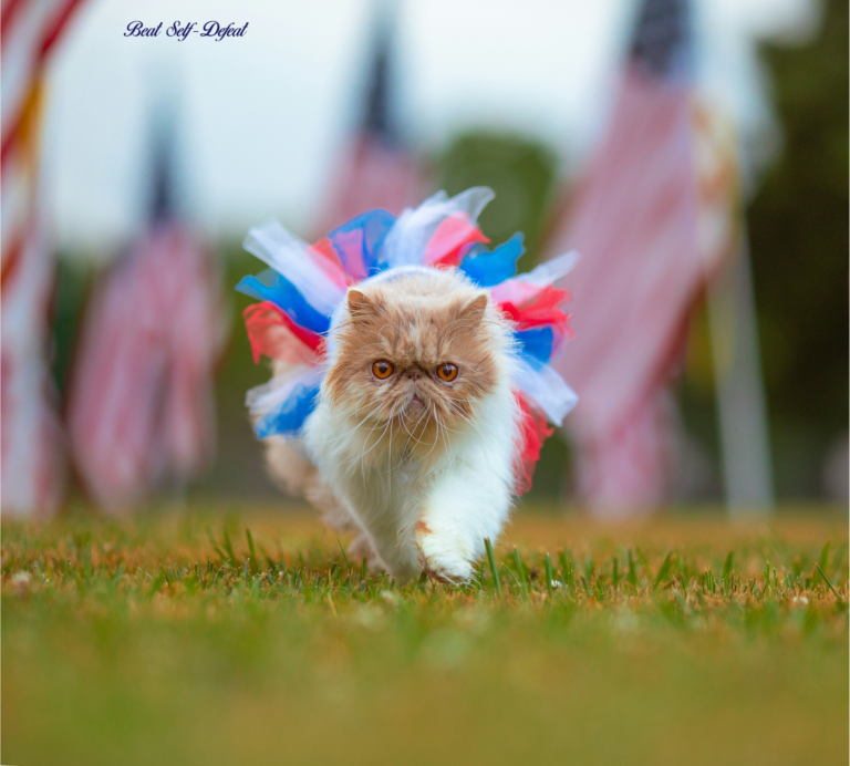 Happy 4th Kittie